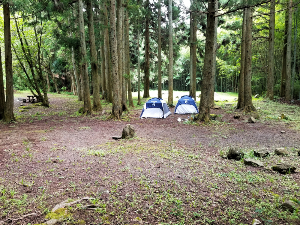 函南町立木立キャンプ場の林間サイトのテントエリア