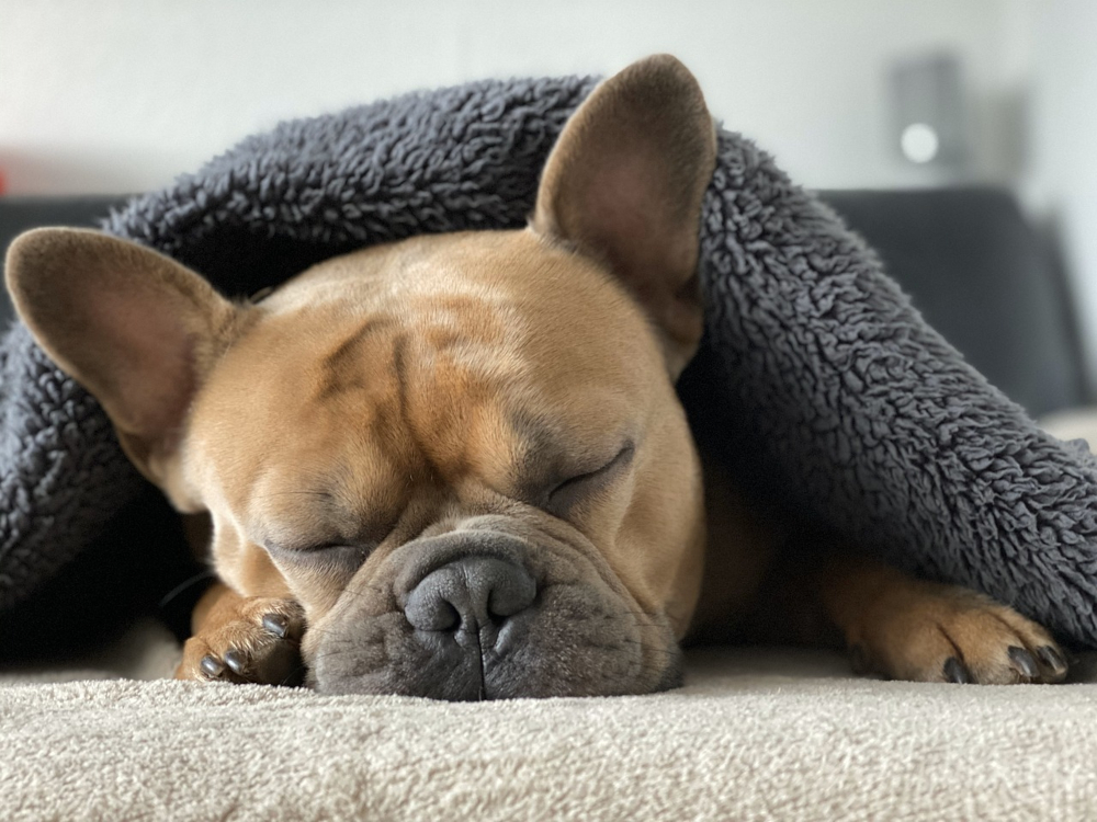 犬が毛布にくるまって寝ている写真